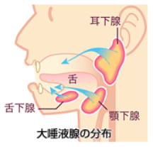 舌下腺　唾液