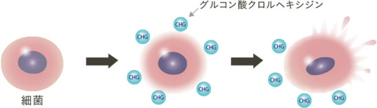 殺菌作用　細菌を破壊