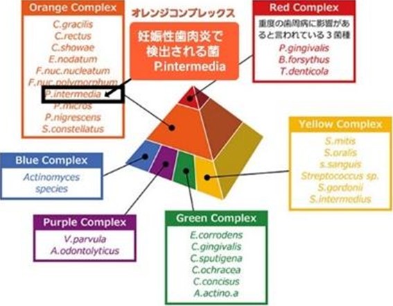 妊娠性歯肉炎で検出される菌　図