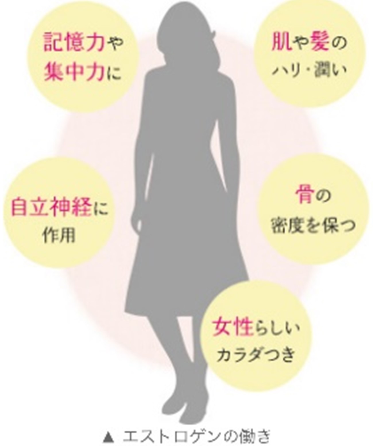 エストロゲンの働き　ホルモンバランス