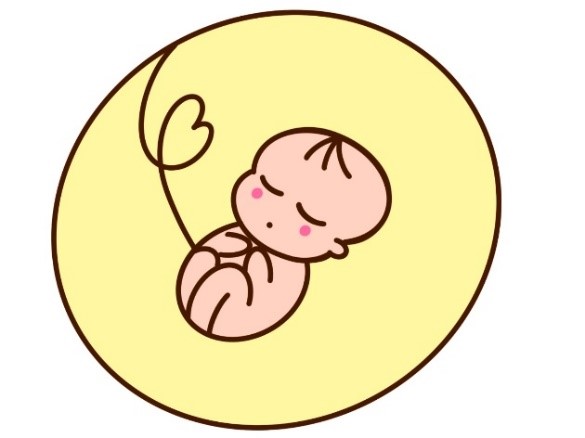 胎児　イラスト