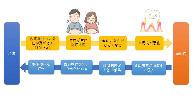 肥満　歯周病　関係