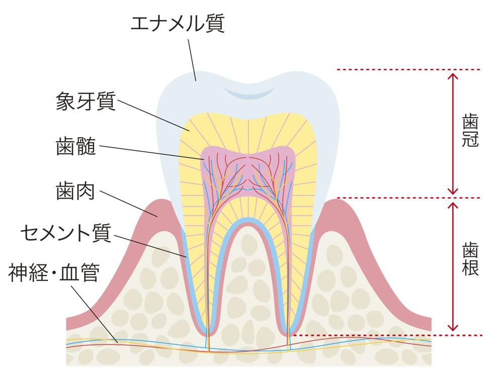 歯　断面　歯根