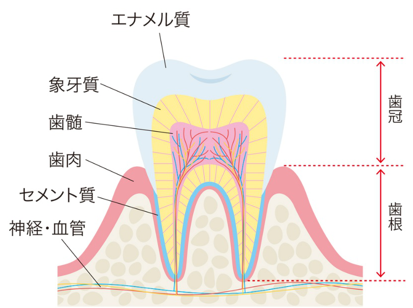 歯　断面図　ホワイトニング