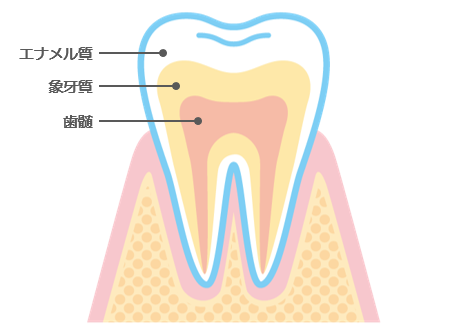 歯 構造 ホワイトニング